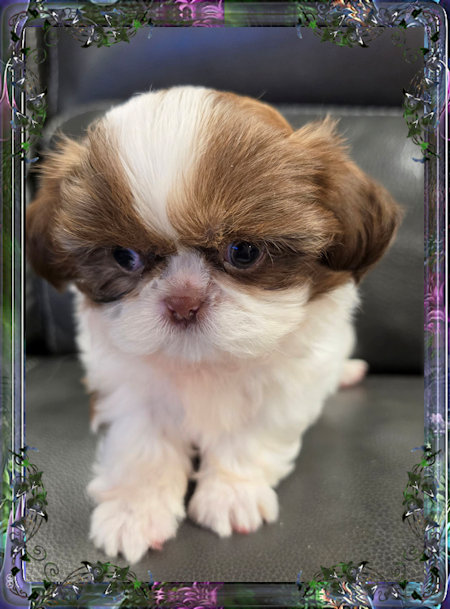 Tiny little male chinese imperial shih tzu puppies for sale teacup